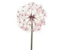 FIORE PLASTICA ROSA 90 CM